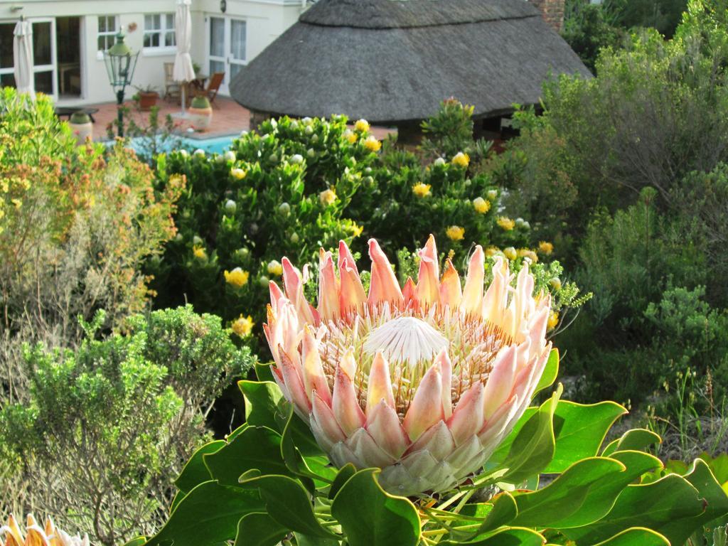 Von Abercron Residence Hermanus Δωμάτιο φωτογραφία